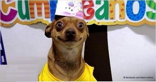 Der Geburtstag eines Hundes wird im Internet viral: 
